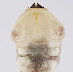 Astraeus major, PL4764, larva, from Eucalyptus porosa stem, dorsal view, SE, 33.8 × 6.3 mm